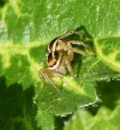 Phlegra bresnieri